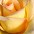 Żółty  - Róża wielkokwiatowa - Hybrid Tea - Elegant Beauty®